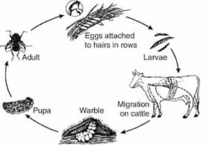 Besnoitia-life-cycle