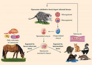 Sarcocyst-parasite-life-cycle