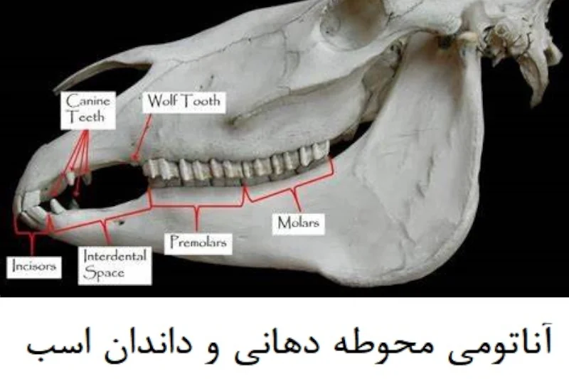 عکس اناتومی دندان اسب