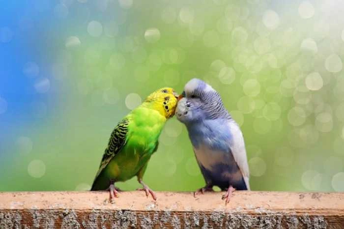 تگاره اصلی نوشتار تعیین و تشخیص دقیق جنسیت مرغ عشق | مقایسه مرغ عشق نر و ماده