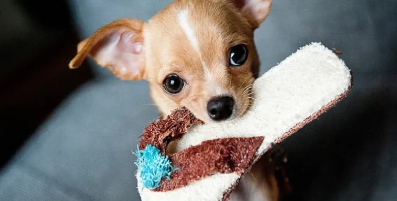 عکس 6 پست راهنمای کامل انتخاب بهترین و مناسب‌ترین رژیم غذایی مورد علاقه سگ