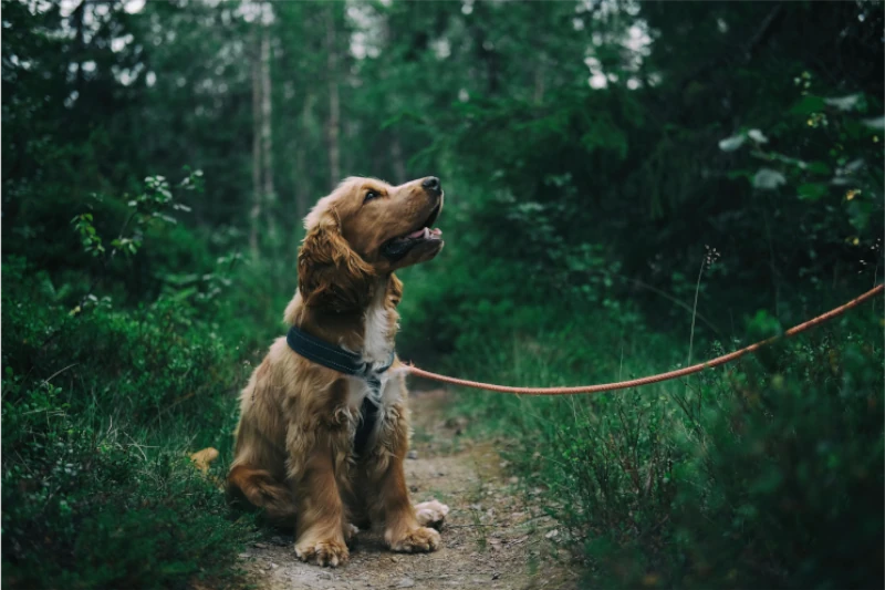 تگاره اصلی نوشتار بیماری گاستروانتریت سگ‌ها | انتقال، علائم، مراقبت و درمان