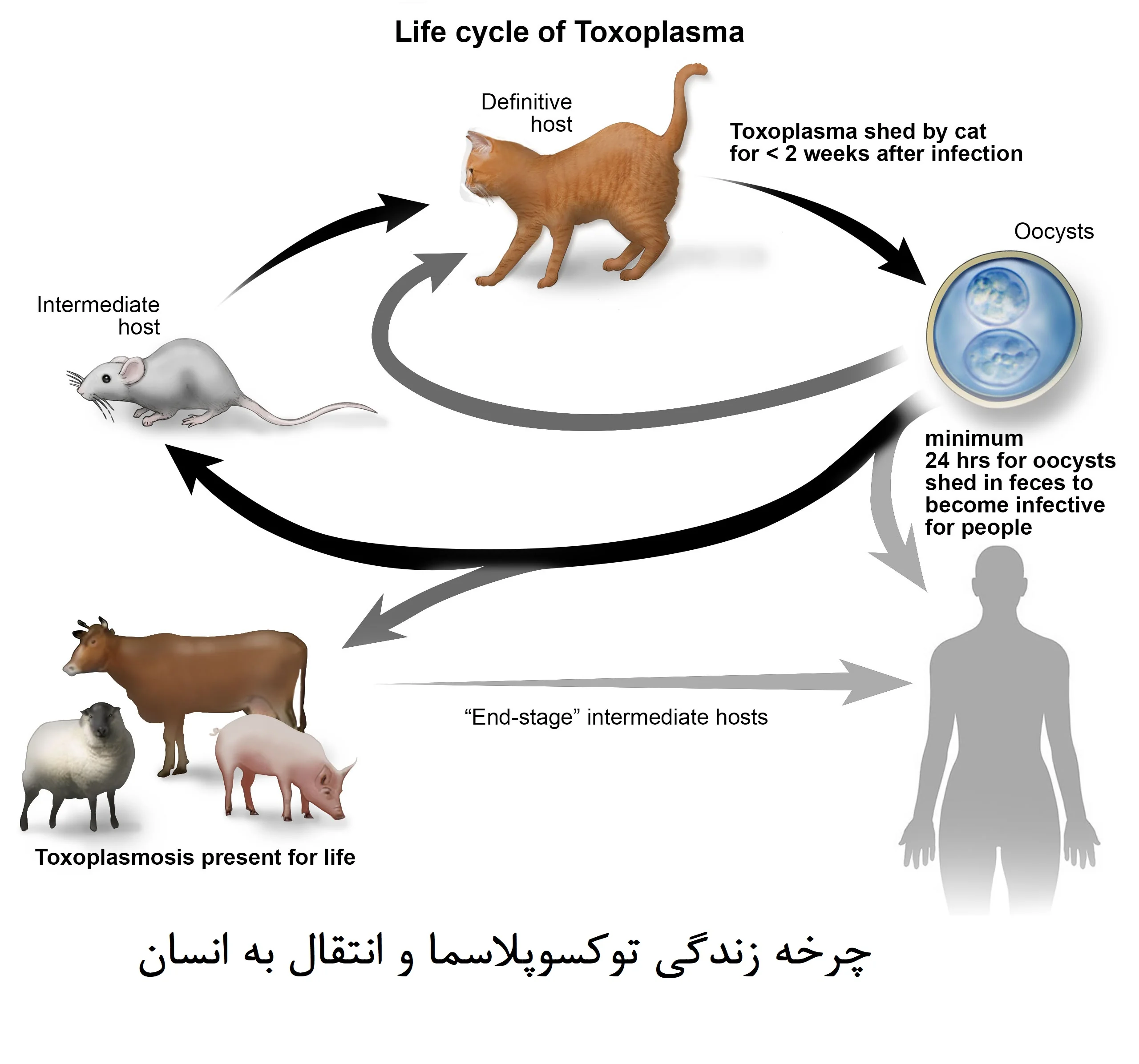 عکس پست آیا گربه برای زنان باردار و نوزادان خطرناک است؟ 2 