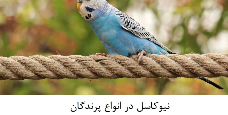 عکس 5 پست بررسی تخصصی و کامل بیماری نیوکاسل در پرندگان 