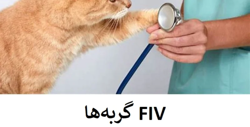  عکس 2 پست راهنمای جامع درک و مدیریت FIV (ایدزگربه‌ها) 