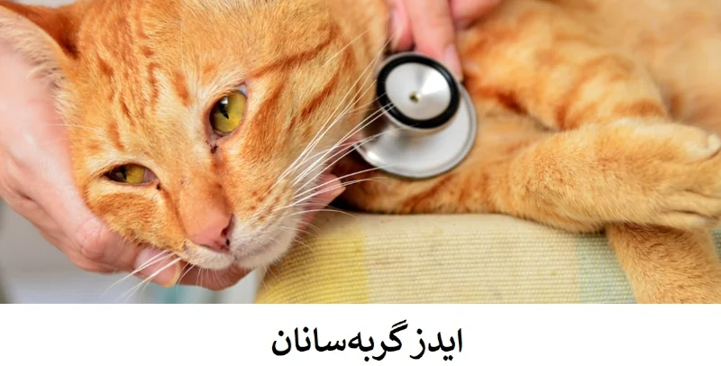  عکس 5 پست راهنمای جامع درک و مدیریت FIV (ایدزگربه‌ها) 