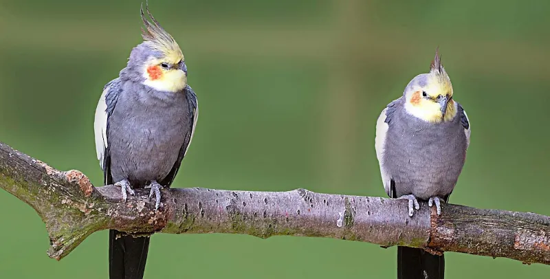 عکس ۲ پست تشخیص جنیست عروس هلندی