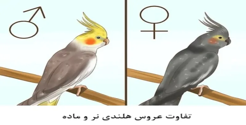 عکس ۸ پست تشخیص جنیست عروس هلندی
