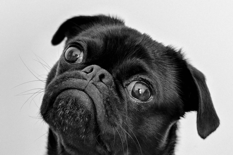 عکس پست راهنمای جامع و علمی تشخیص سن سگ 