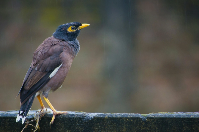 نگاره اصلی نوشتار غذاهای ممنوع برای مرغ مینا