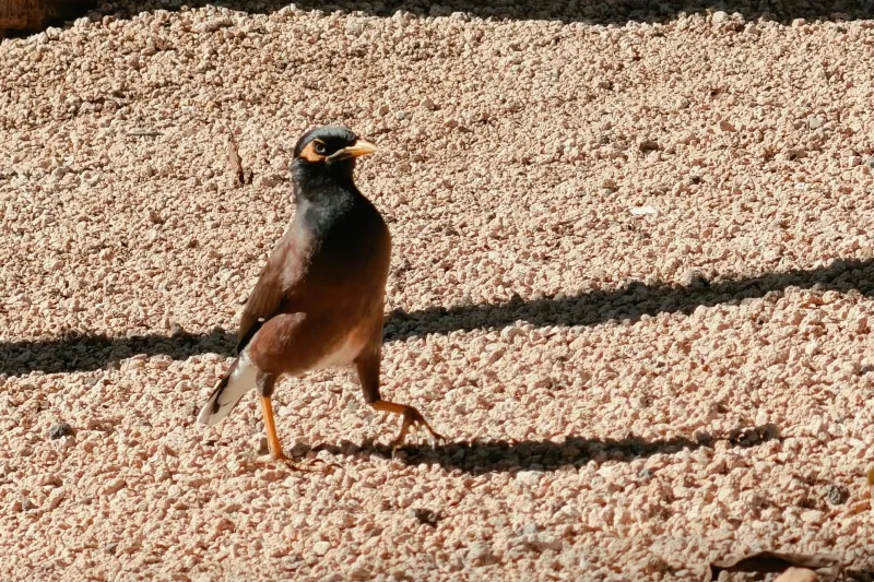 عکس پست غذاهای ممنوع برای مرغ مینا