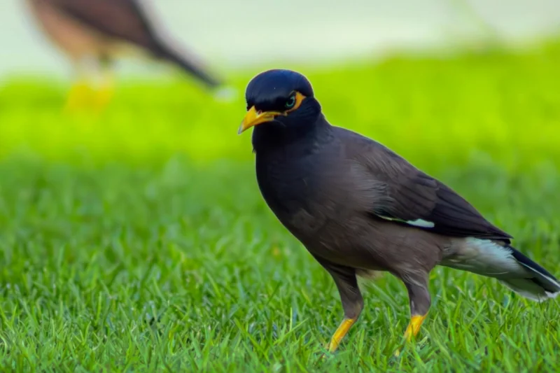 عکس پست غذاهای ممنوع برای مرغ مینا