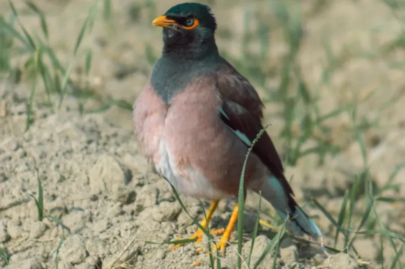 عکس پست غذاهای ممنوع برای مرغ مینا