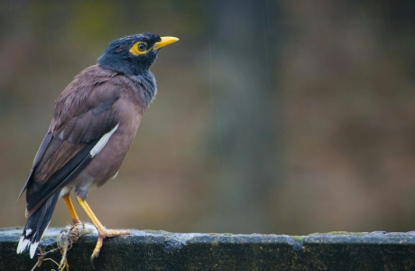 تصویر پست غذاهای ممنوع برای مرغ مینا