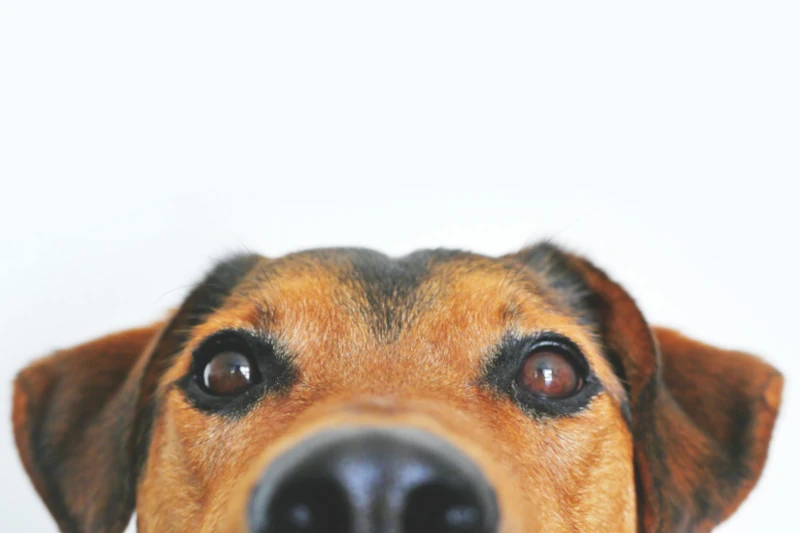 نگاره اصلی نوشتار اهمیت مولتی ویتامین برای سگ چیست؟