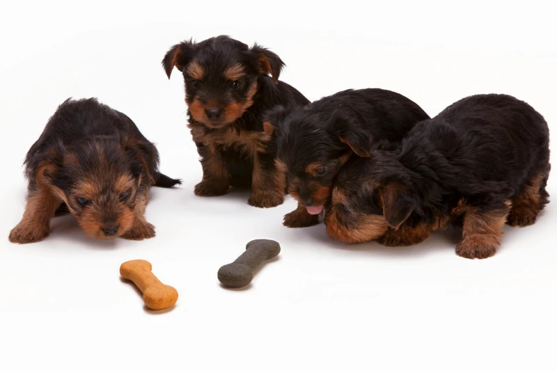 عکس پست اهمیت مولتی ویتامین برای سگ چیست؟