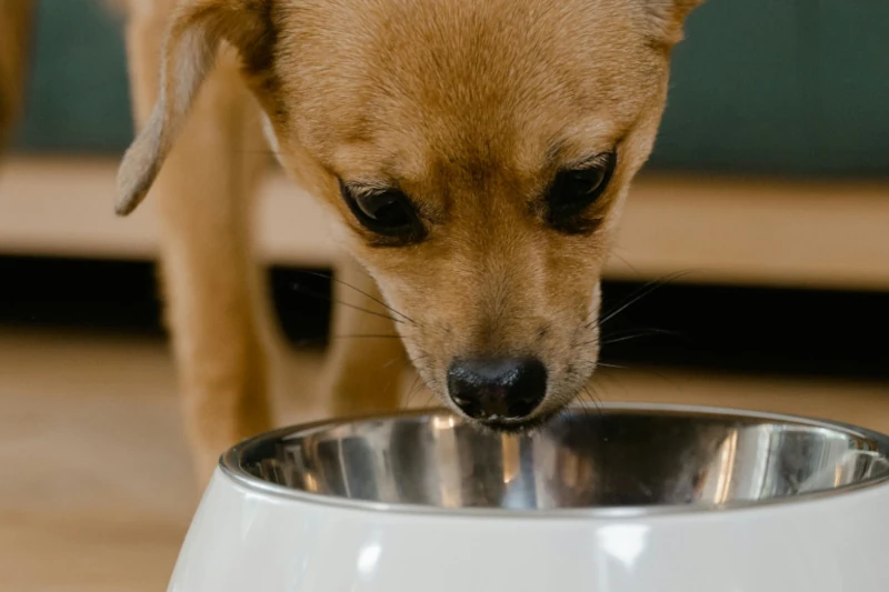 عکس پست اهمیت مولتی ویتامین برای سگ چیست؟