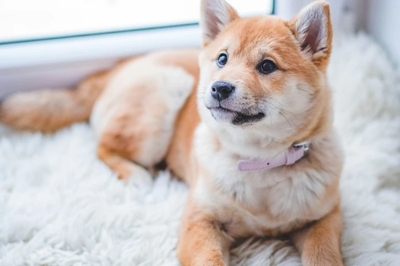 عکس پست اهمیت مولتی ویتامین برای سگ چیست؟