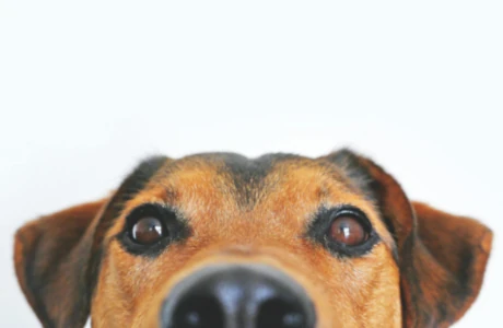 تصویر پست اهمیت مولتی ویتامین برای سگ چیست؟