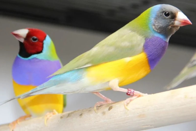 نگاره اصلی نوشتار برنامه غذایی فنچ گلدین