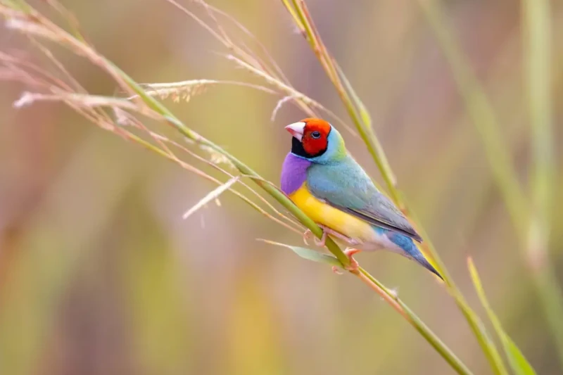 برنامه غذایی فنچ گلدین؟ 