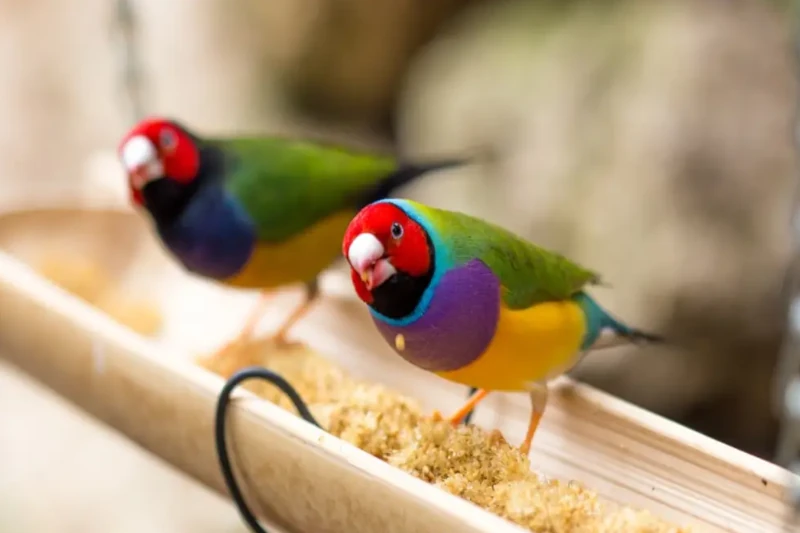 برنامه غذایی فنچ گلدین؟ 