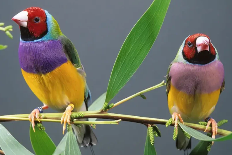 برنامه غذایی فنچ گلدین؟ 