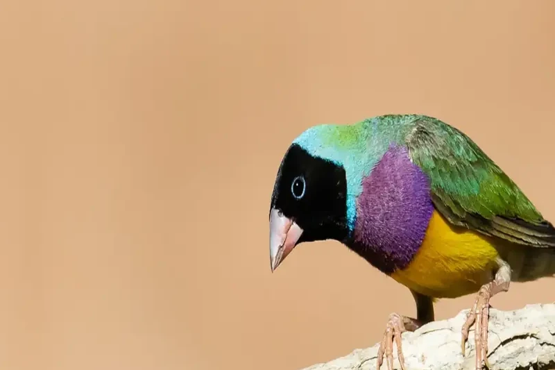 برنامه غذایی فنچ گلدین؟ 