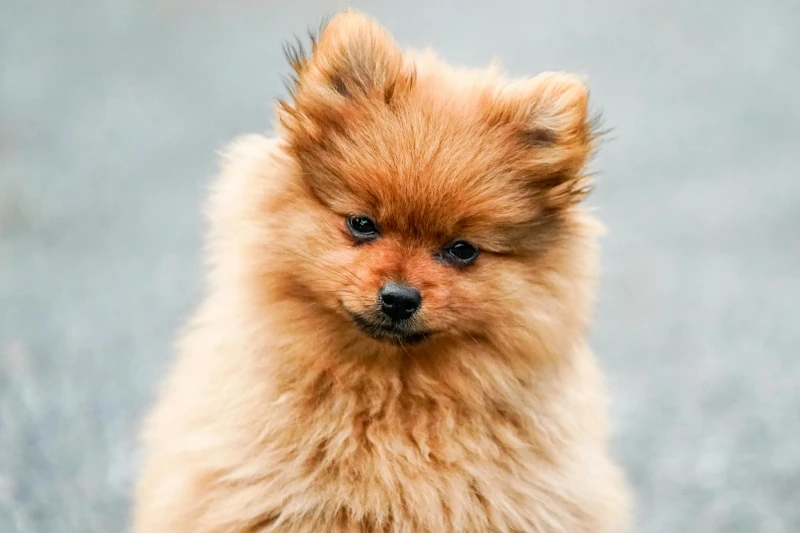 نگاره اصلی نوشتار چگونه علائم بیماری‌های سگ را شناسایی کرده و سلامت او را حفظ کنید؟