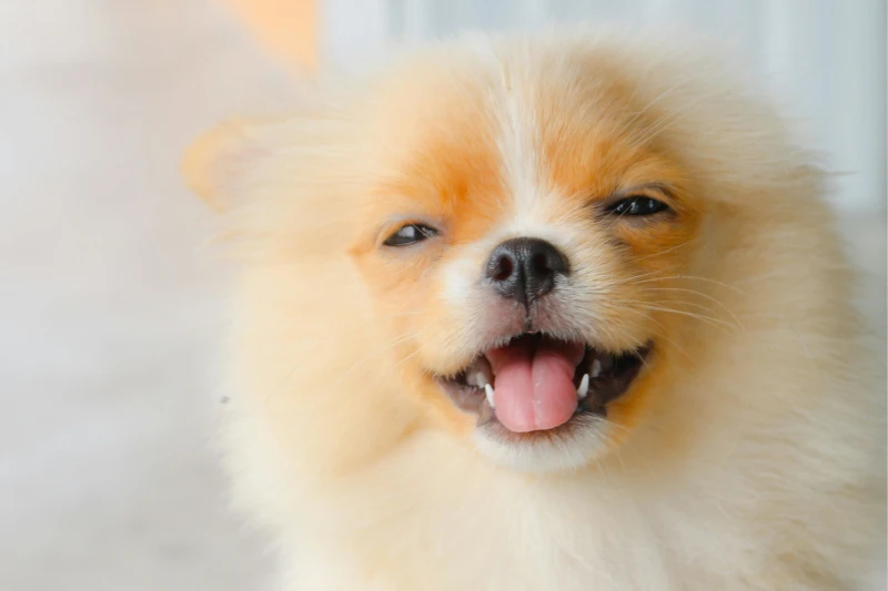 سگ بامزه عکس پست چگونه علائم بیماریهای سگ را شناسایی کرده و سلامت او را حفظ کنید؟