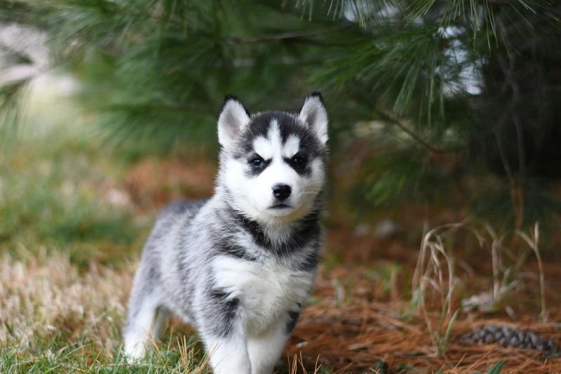 سگ بامزه عکس پست چگونه علائم بیماریهای سگ را شناسایی کرده و سلامت او را حفظ کنید؟