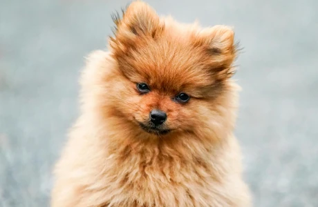 تصویر پست چگونه علائم بیماری‌های سگ را شناسایی کرده و سلامت او را حفظ کنید؟